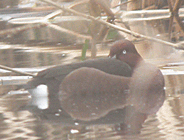 birding in spain winter birding llobregat ferruginous duck photo