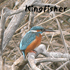birding in spain birding winter catalonia kingfisher photo