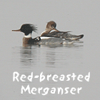 birding in spain winter birding guided day tours ebro delta red-breasted merganser photo