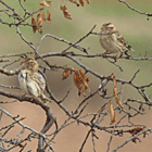 birding in spain birding holiday steppes rock sparrows photo