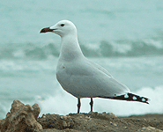 spain bird watching trip audouin's gull photo