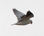 spain birding black-shouldered kite steppes