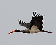 birding in spain birding black stork photo