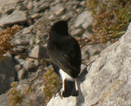 birding in spain catalonia black wheatear photo