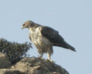 birding vacation europe spain bonelli's eagle photo