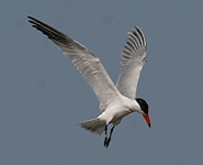 spain birding in the ebro delta caspian tern photo