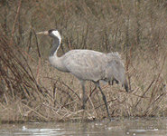 birding in spain common crane photo