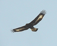 Euro birding break spain golden eagle photo