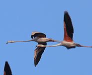 spain birding in the ebro delta greater flamingo photo
