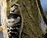 birding in europe spain catalonia lesser spotted woodpecker photo