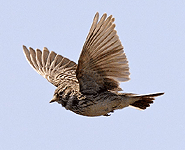spain birding in the ebro delta lesser short toed lark photo
