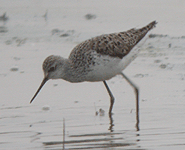 spain birding in the ebro delta marsh sandpiper photo
