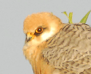 birding vacation europe spain red-footed falcon photo