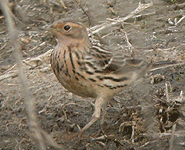 spain birding in the ebro delta red-throated pipit photo