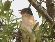 birding in spain birding family guided day tours steppes great spotted cuckoo photo