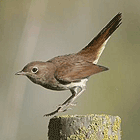 birding in spain birding family short breaks cap de creus nightingale photo