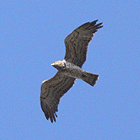 birding in spain birding family short breaks cap de creus short-toed eagle photo