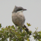 birding in spain birding winter garraf massis southern grey shrike photo